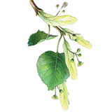 Prunus-amygdalus