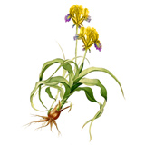 iris-yellow